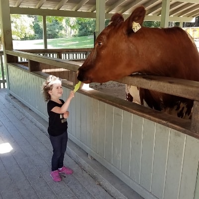 feeding a cow at the farm